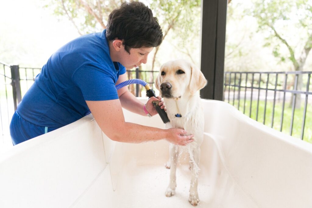 A lady washing a yellow Labrador in a white bath.