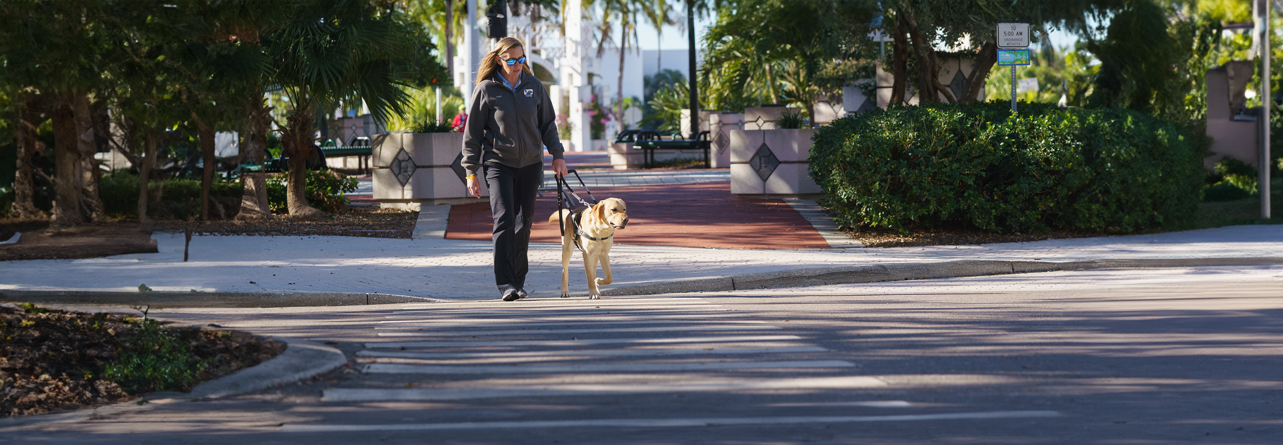 A guide dog trainer crosses a road with a yellow lab guide dog in a guide dog harness