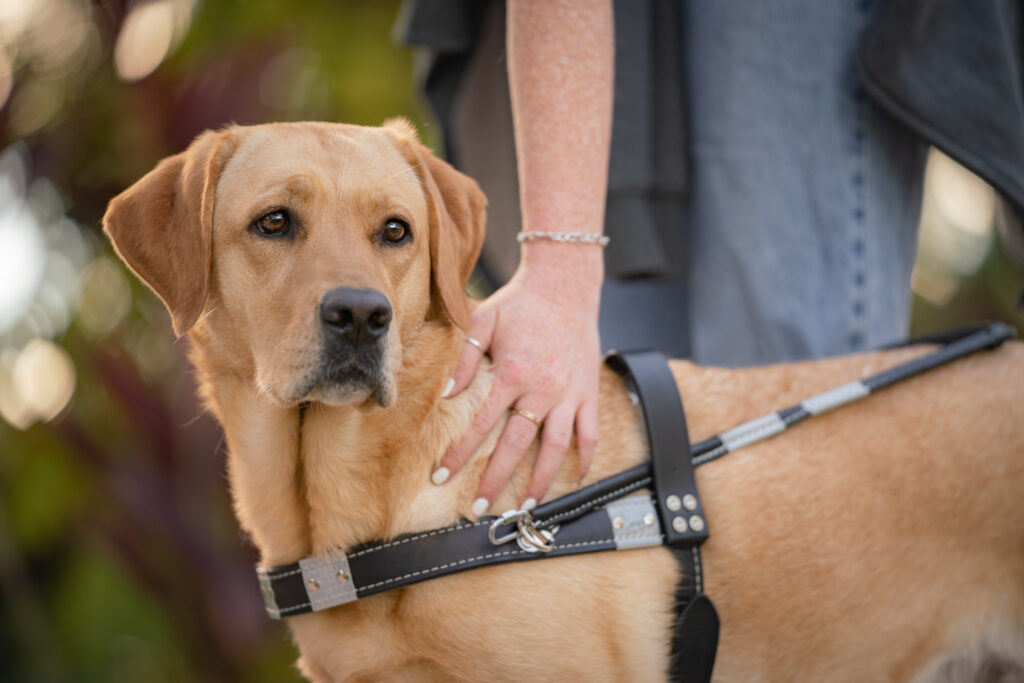 A yellow lab guide dog in a black leather guide dog harness looks off into the distance as a hand touches her on the shoulder right above the harness.
