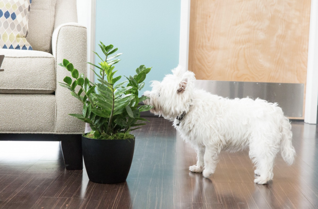 A small white dog sniffing a green plant in a pot.