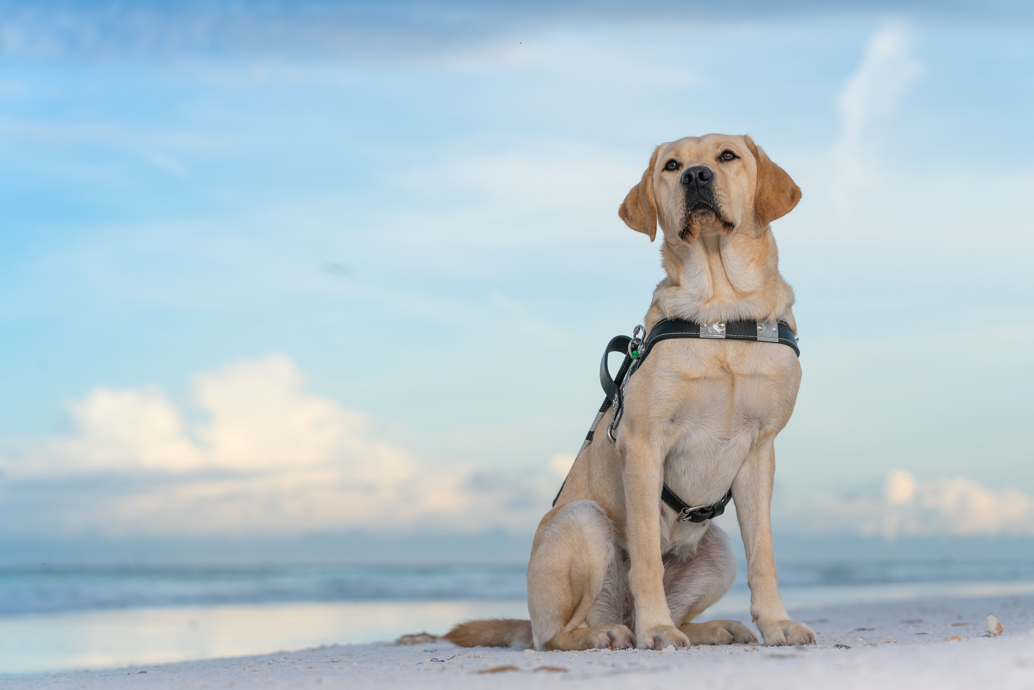 A yellow lab in a black guide dog harness sits in the sand at the beach, the ocean visible in the distance.