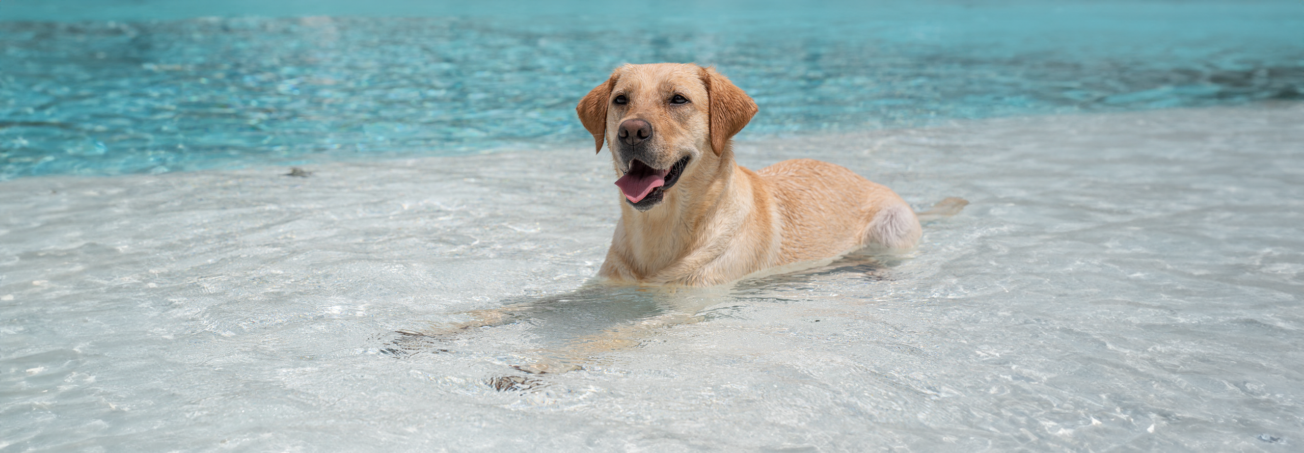 A yellow lab lays in the shallow area of a pool to beat the summer heat