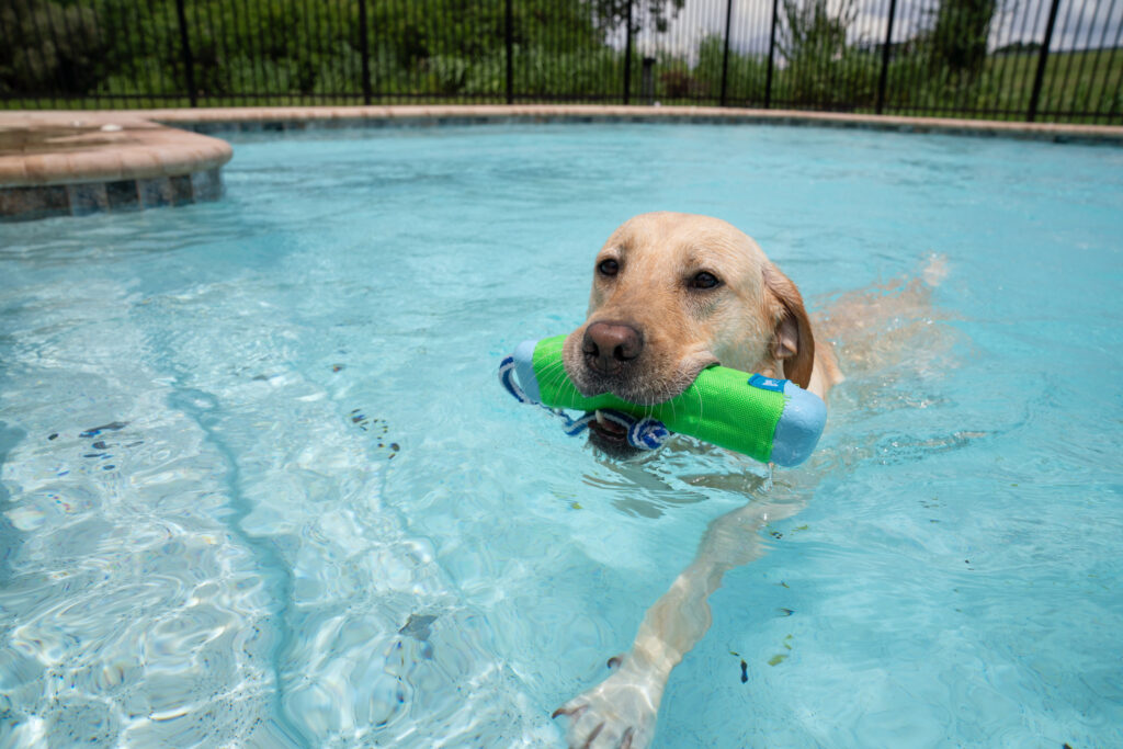 A yellow lab swims in a pool with a green floating toy in its mouth
