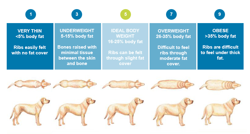 Dog weight sales guide