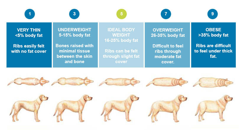 Pet Body Condition Scoring — Association for Pet Obesity Prevention