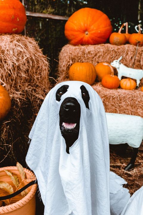 A black lab sits in a pumpkin patch wearing a white sheet dressed as a ghost in a pumpkin patch 