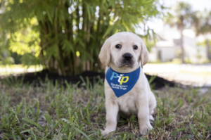 A yellow Labrador sits with a blue bandana with the name "Pip" around her neck.