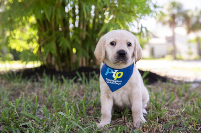 Yellow lab puppy wears blue bandana that says Pip