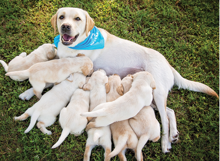 Yellow lab momma dog lays in grass with her four puppies eating