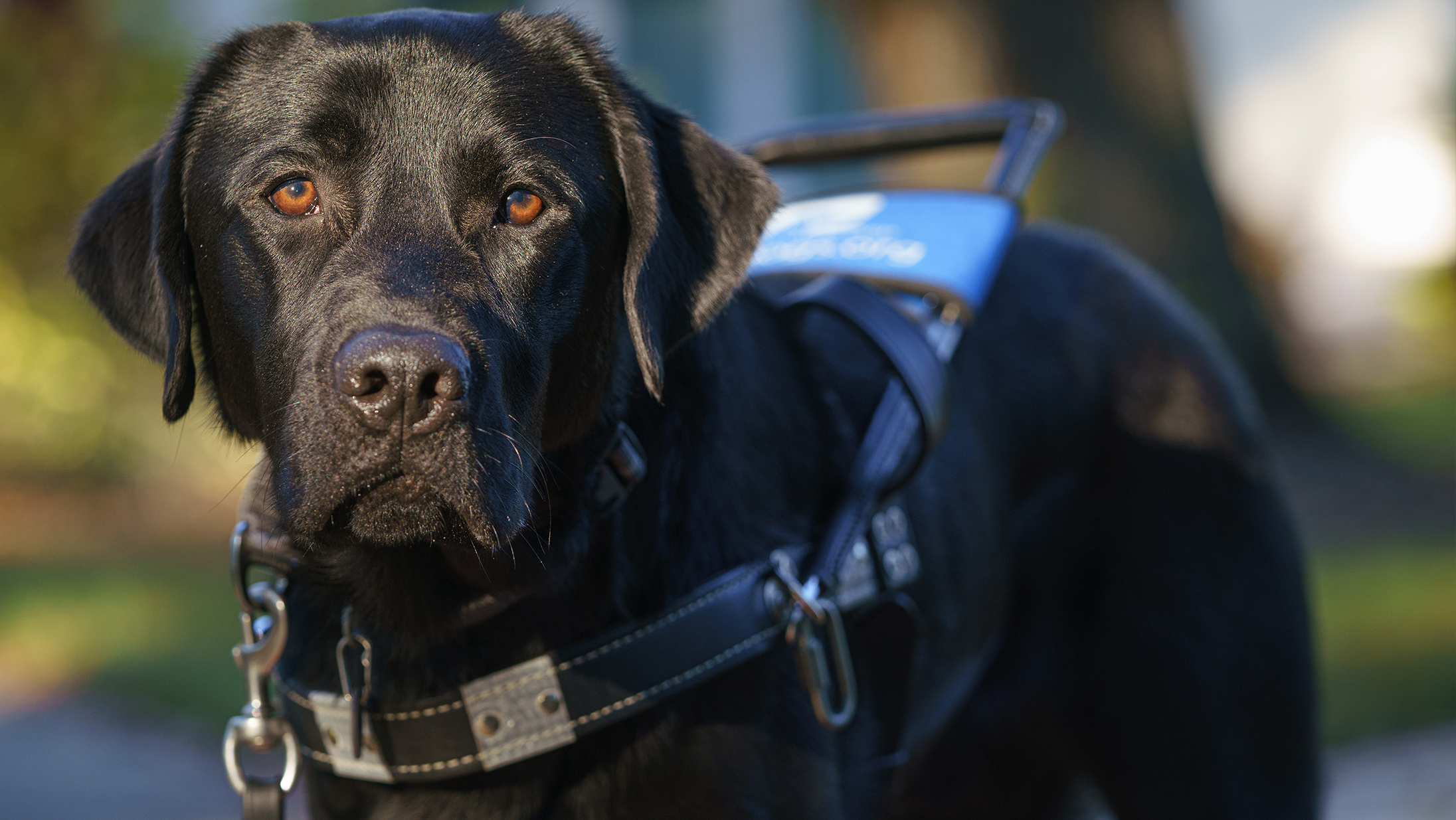 A black lab guide dog with golden eyes looks directly foward