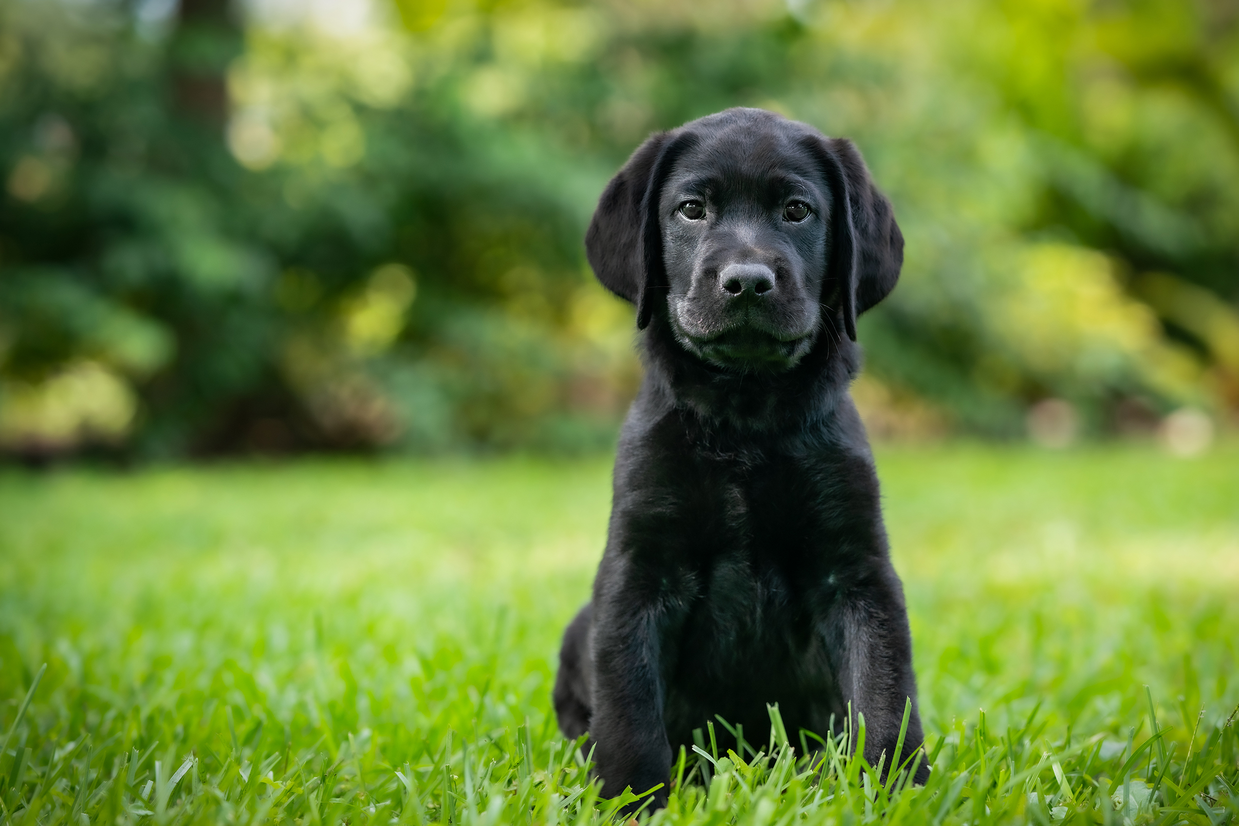 Black lab puppy sits in grass and looks at the camera