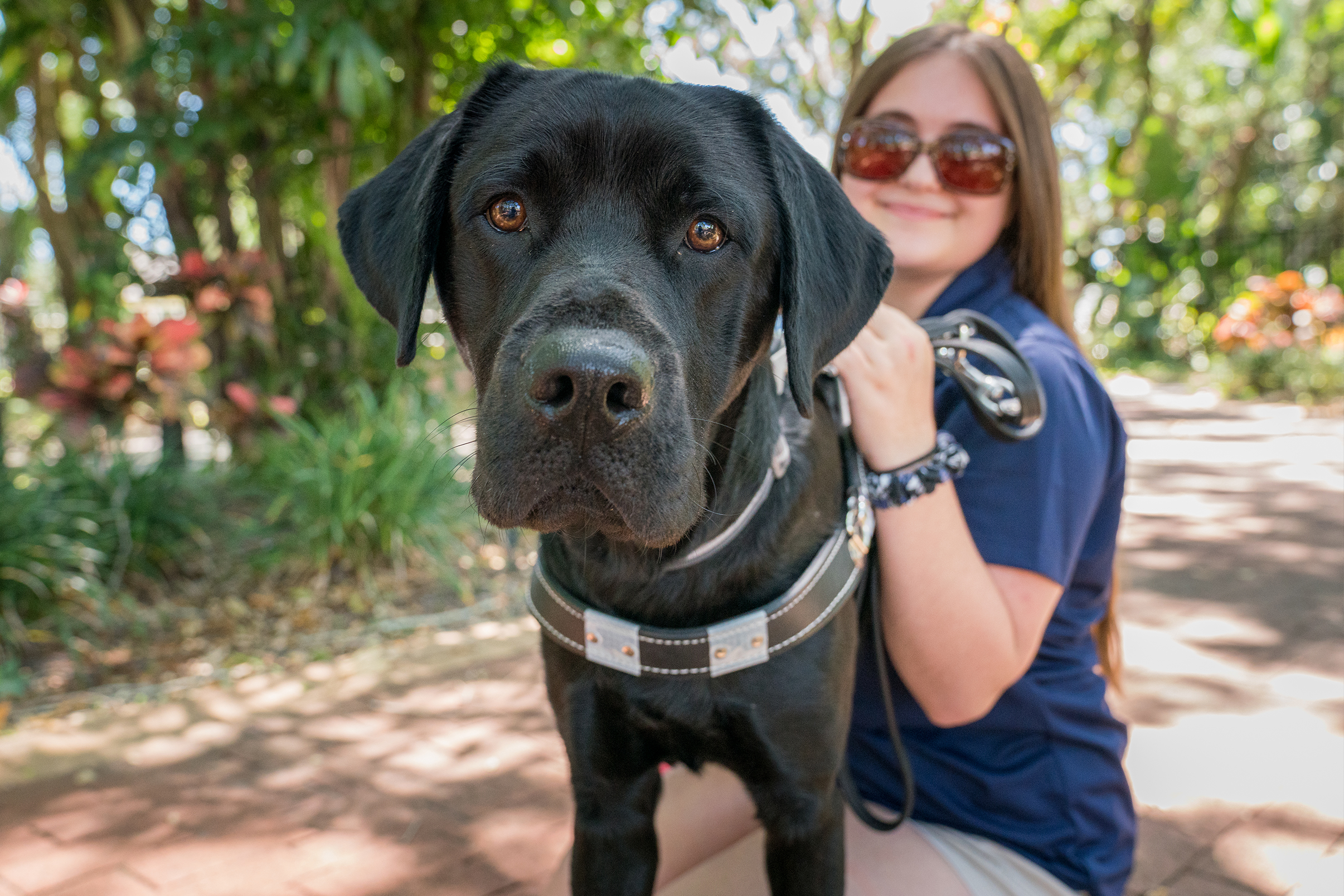 Black lab in harness stands in front of the camera and handler smiles in the distance