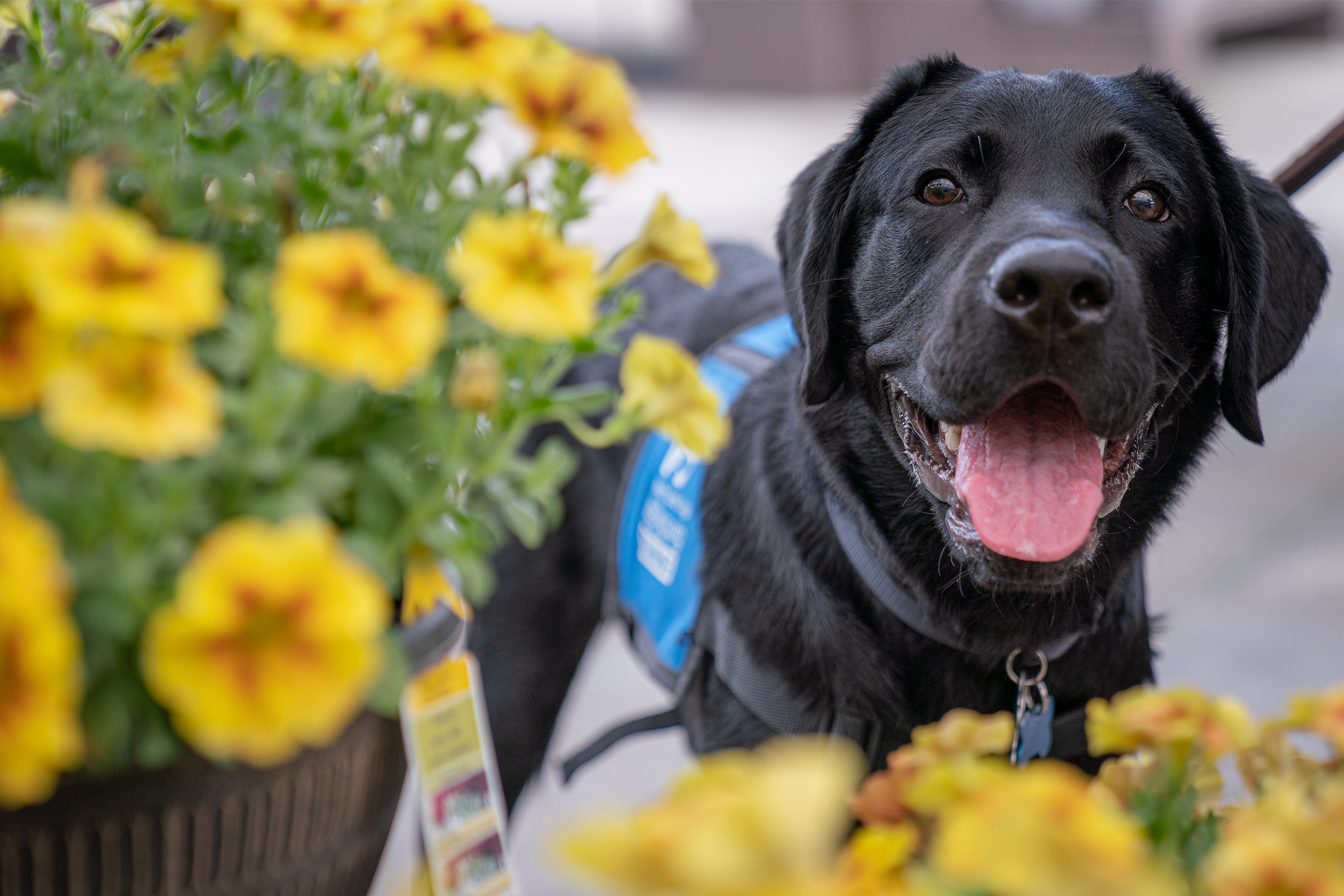 A black lab puppy looks through a bush of yellow flowers