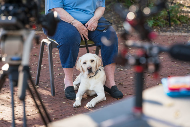 A yellow lab lays under a chair and looks at the camera