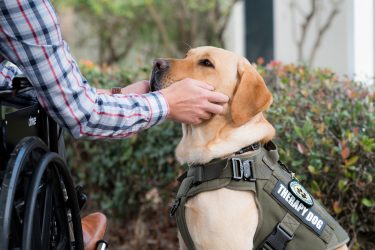 A man in a wheelchair reaches down and pets a yellow lab facility therapy dog