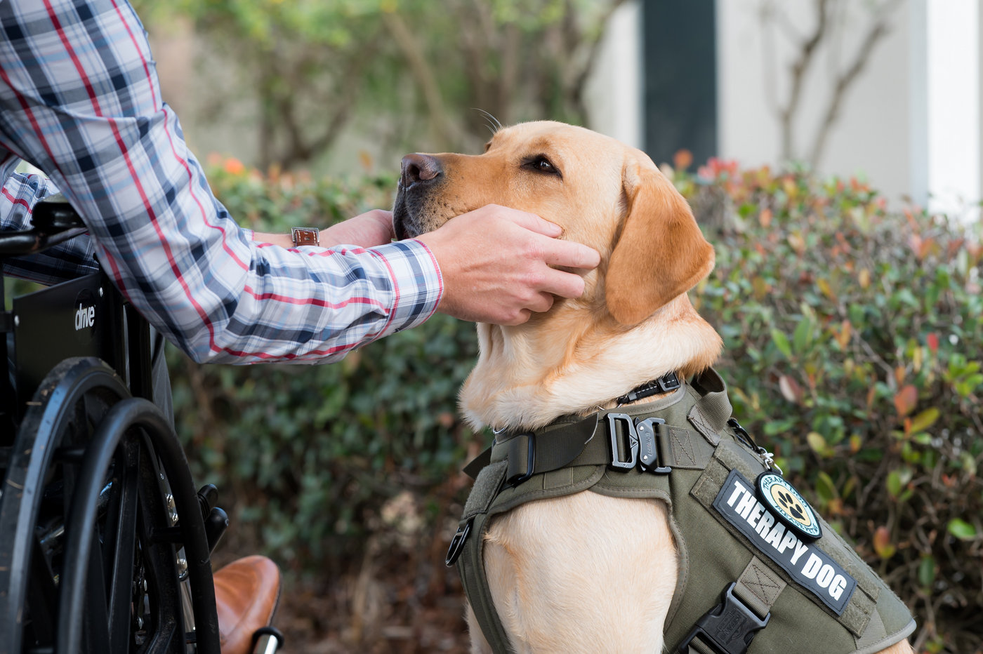 do dogs like being therapy dogs