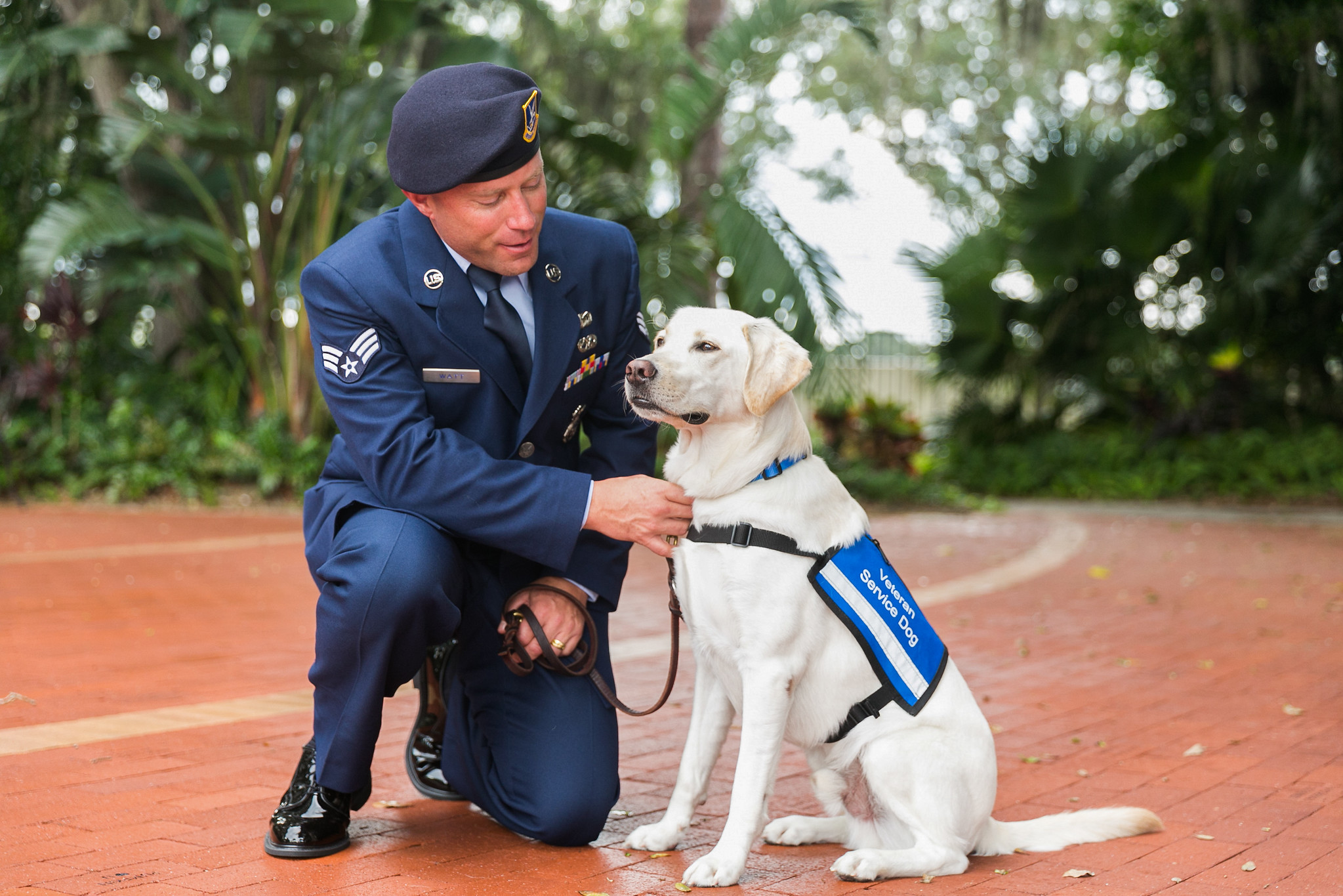 Man in Air Force uniform looks down and kneels next to yellow service dog in training who is looking off into the distance