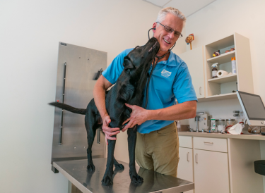 Veterinarian stands while he listens to black labs heat beat