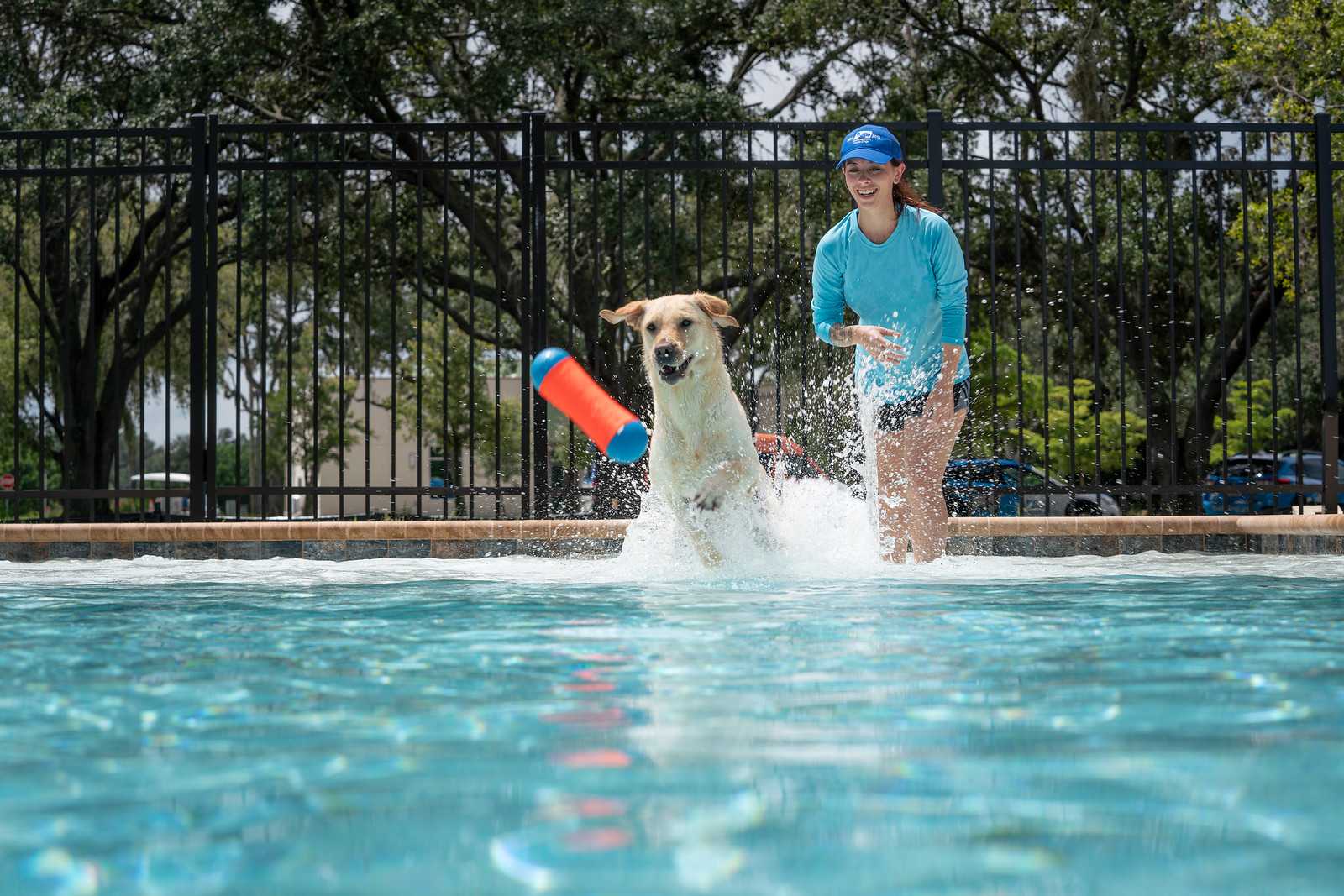 Yellow lab jumps in pool after toy is thrown with a woman smiling in the background