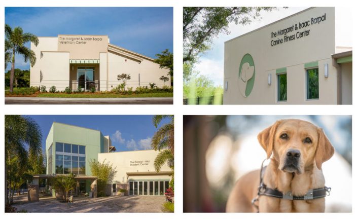 A collage of four photos: three being buildings and one a yellow lab guide dog on harness