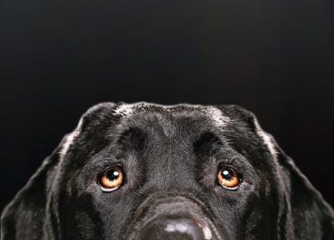 Headshot of black lab dog looking up with black background