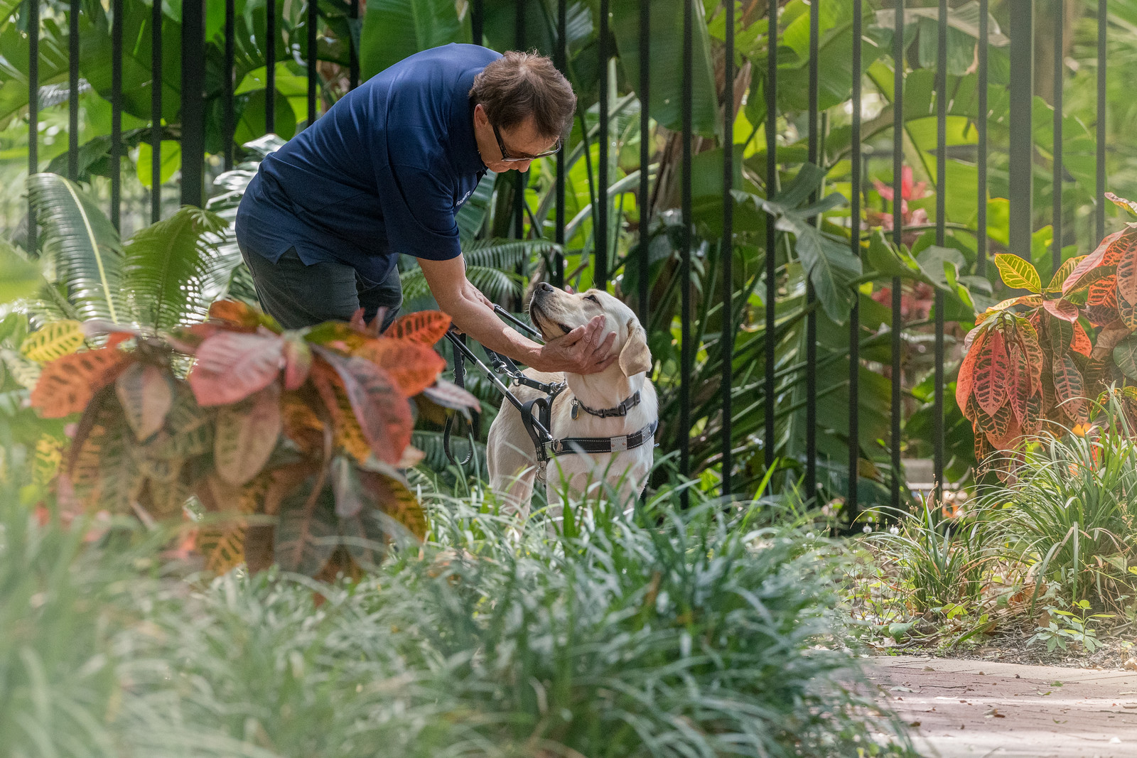 Man is bent over while he holds yellow lab guide dogs head