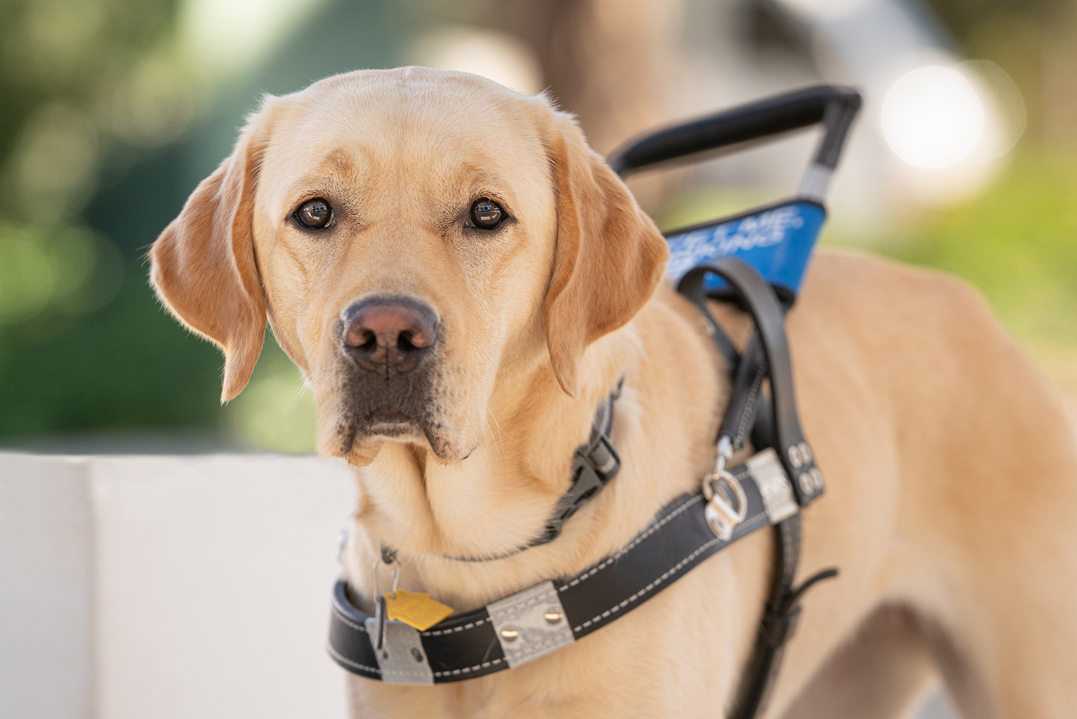 Yellow lab in harness looks at the camera intently