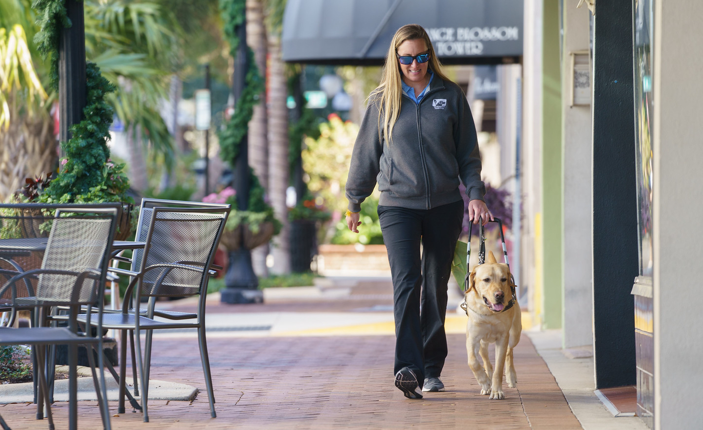 Trainer walks towards camera with guide dog in harness