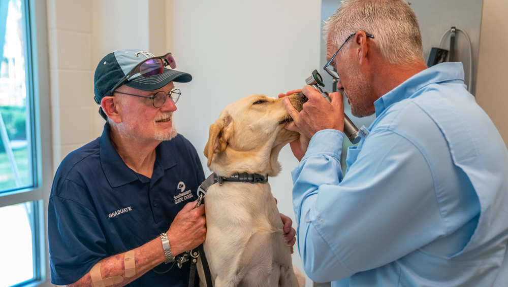 Veterinarian looks in yellow labs eye while the handler holds yellow labs leash