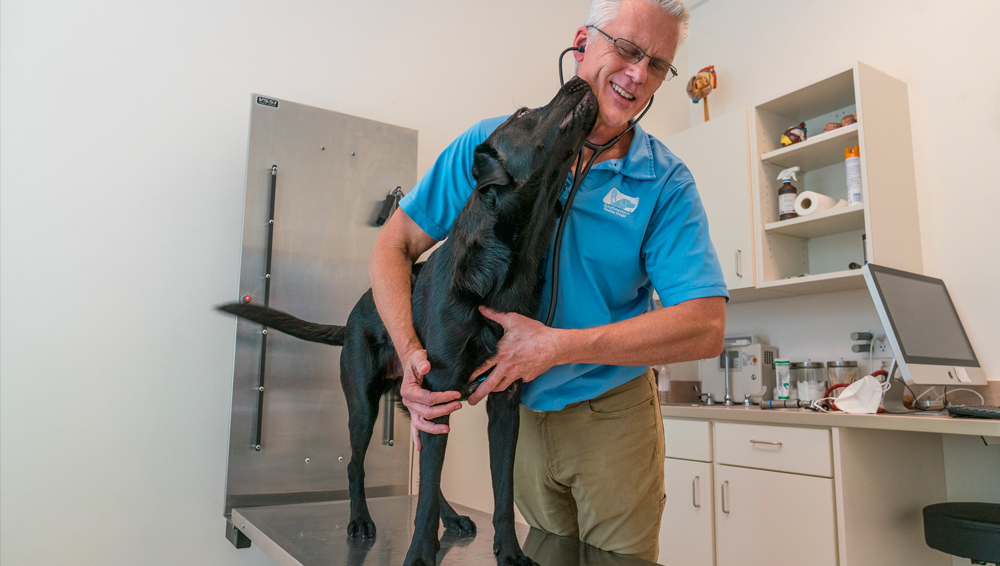 Veterinarian stands while he listens to black labs heat beat