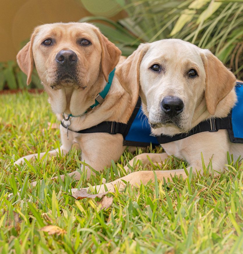 Two yellow puppies wear their blue in training coats lay on grass and look at the camera