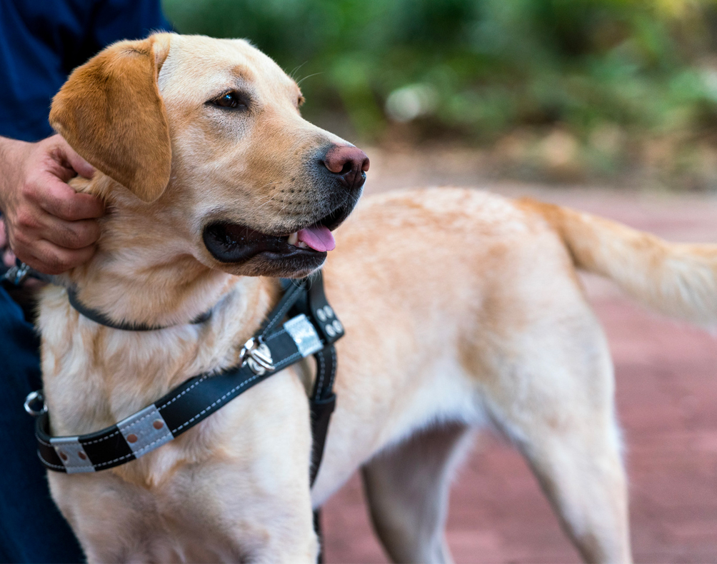 Yellow lab in harness looks off into the distance