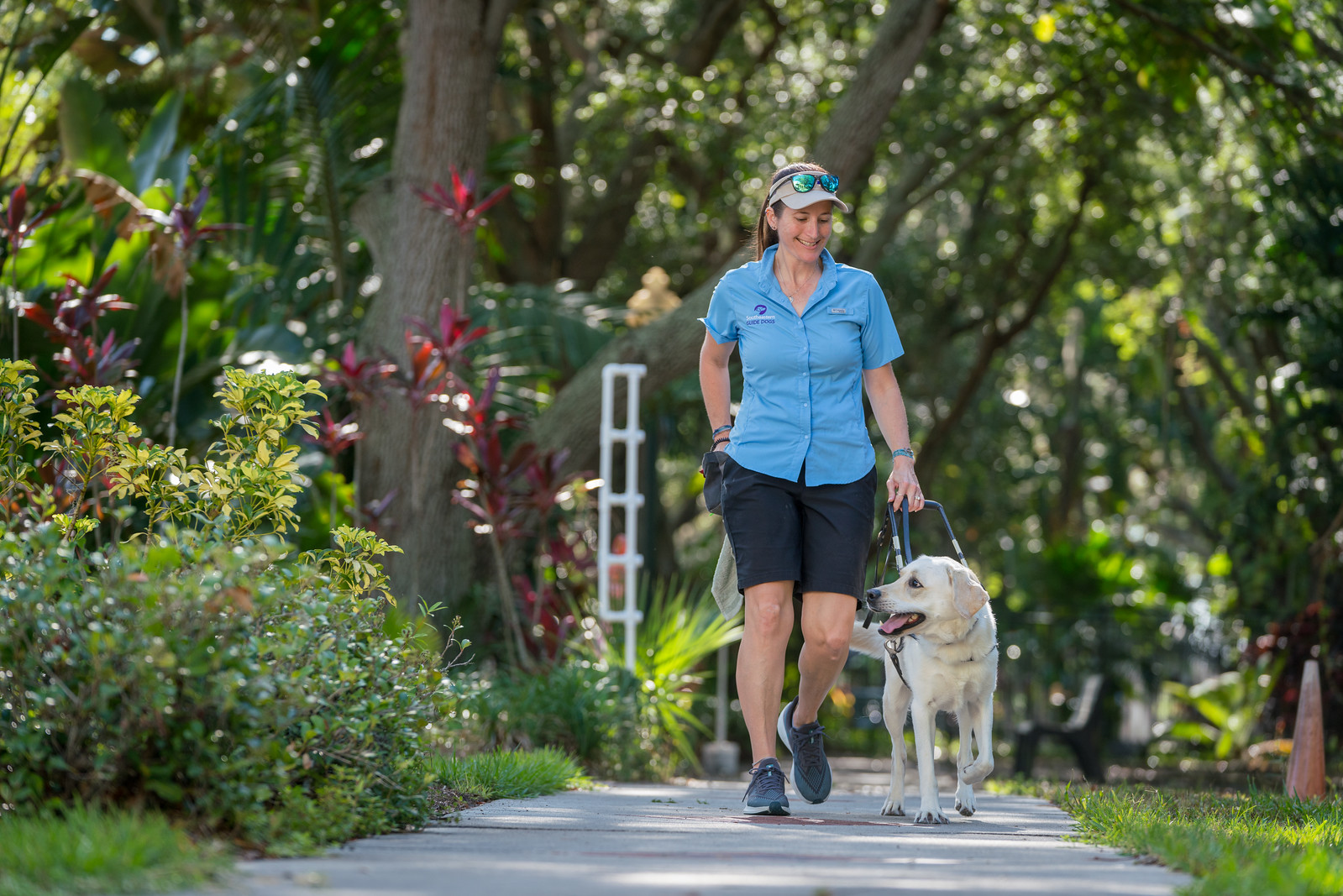 Trainer walks with yellow lab in harness