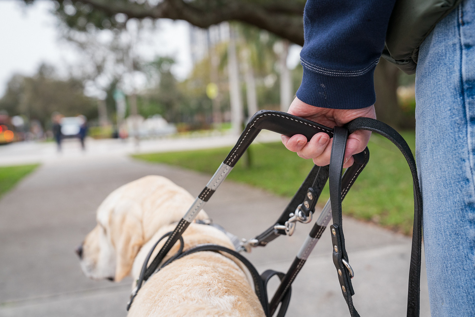 Man holds harness of guide dog