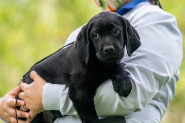 Black lab puppy looks off into the distance while being held