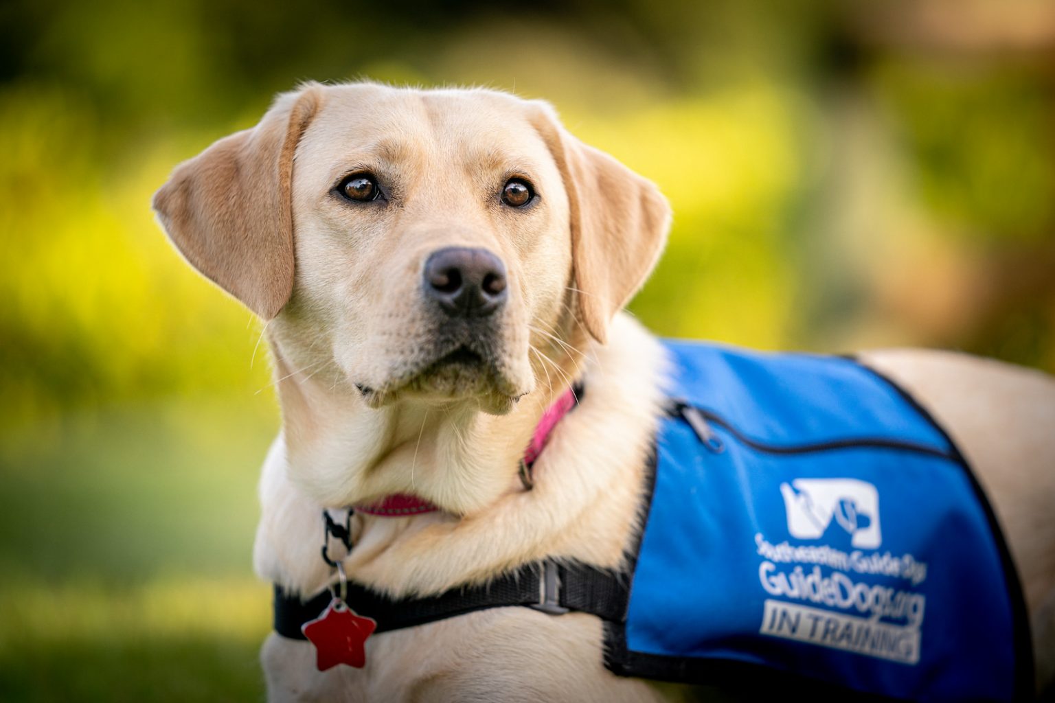 Raise a Puppy - Southeastern Guide Dogs