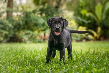 Black lab puppy stands in grass and looks at the camera