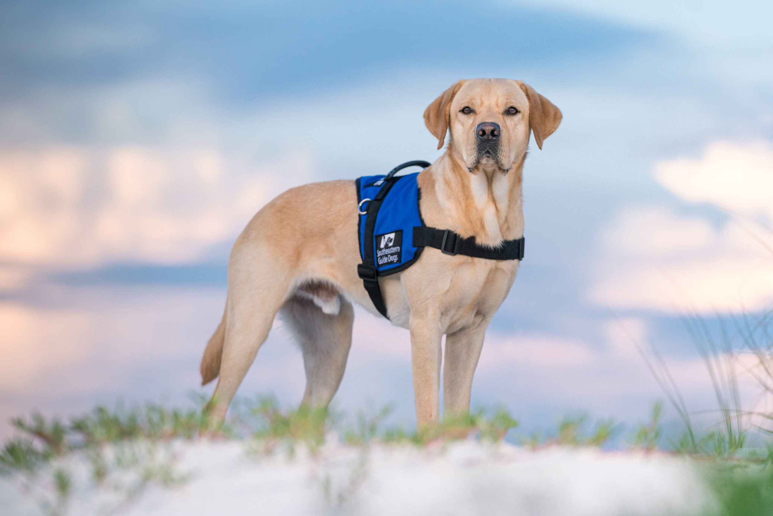 A yellow lab service dog in vest looks at the camera and stand on the beach