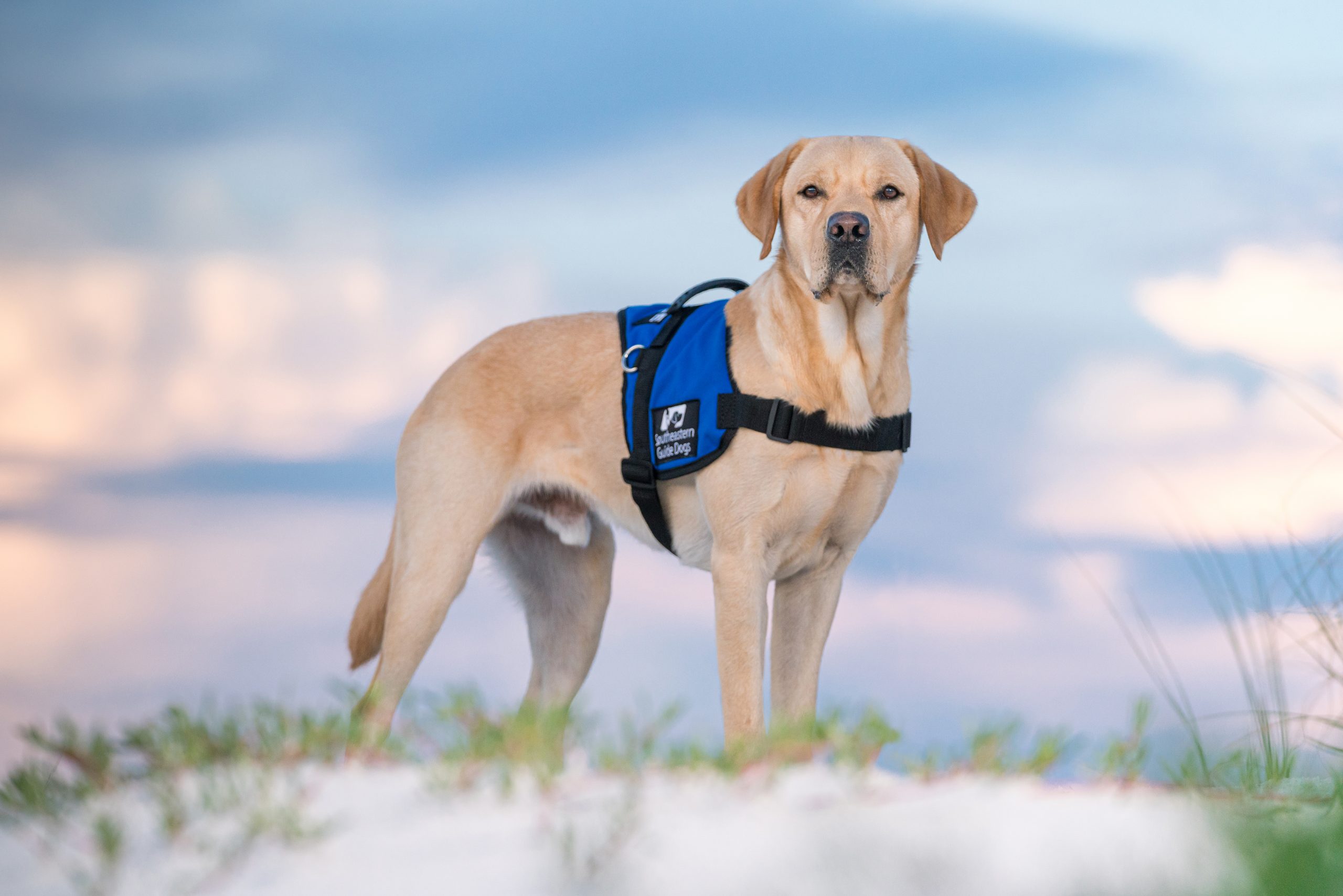 what qualifies a dog as a service dog