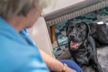 Black lab dog lays looking up and smiles at woman