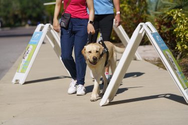 Yellow lab in harness guides woman passed obstacle signs with a trainer behind them