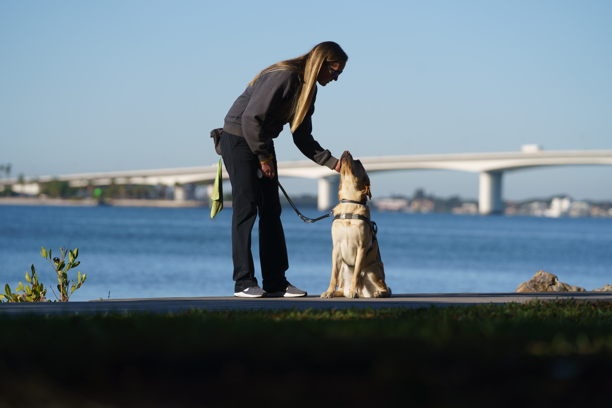 Guide dog trainer leans over and pets yellow guide dog in harness as it sits