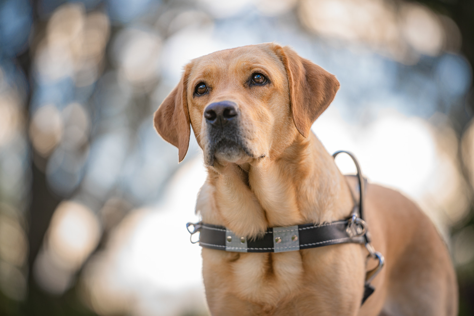 Headshot of yellow lab in harness looking off into the distance