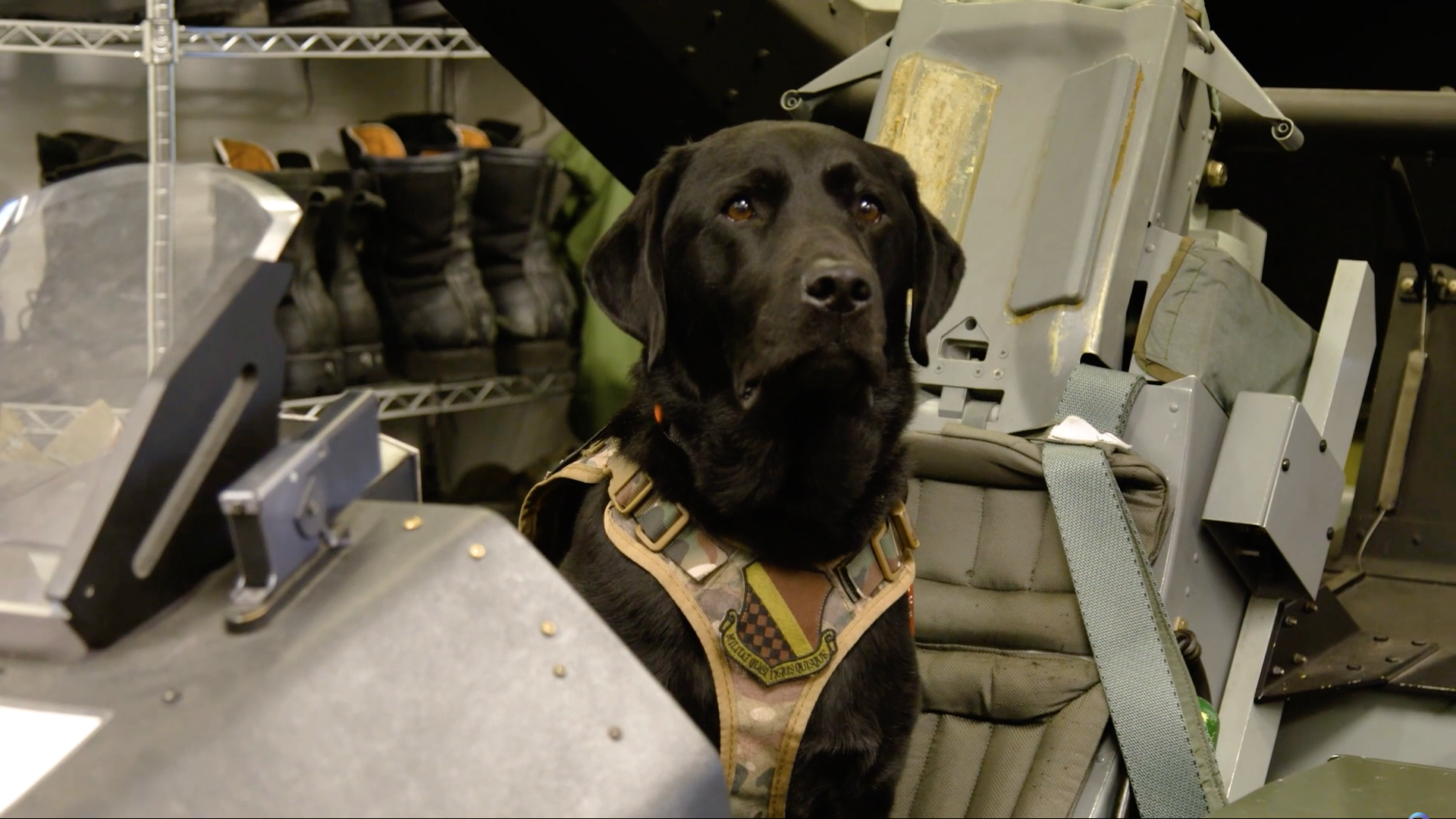 A black lab sits in a military aircraft