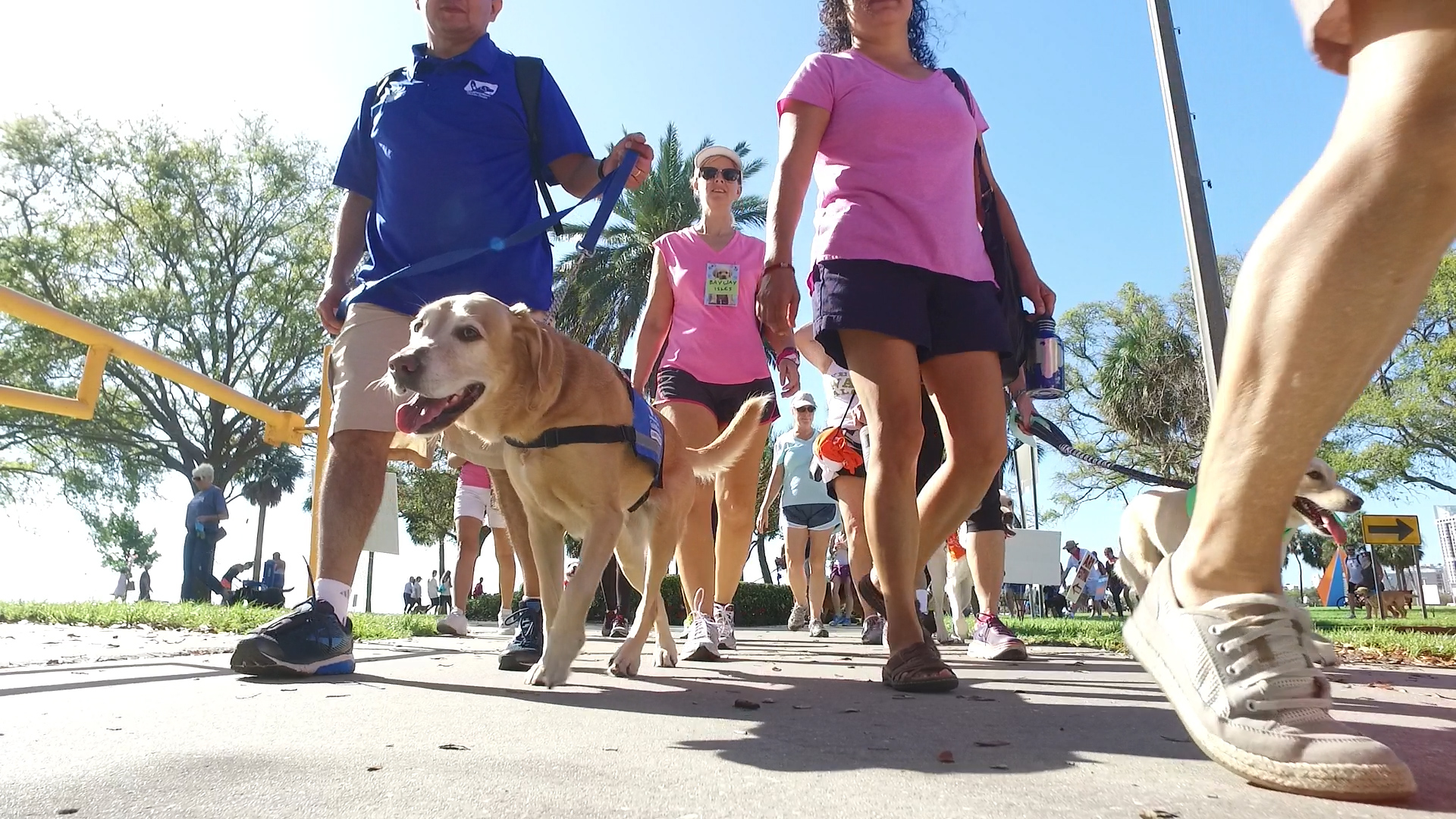 People walking with their dogs at a park