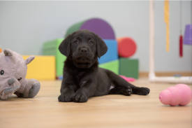 Black lab puppy lays surrounded by toys