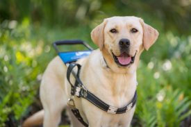 Yellow lab guide dog in harness stands and looks at camera