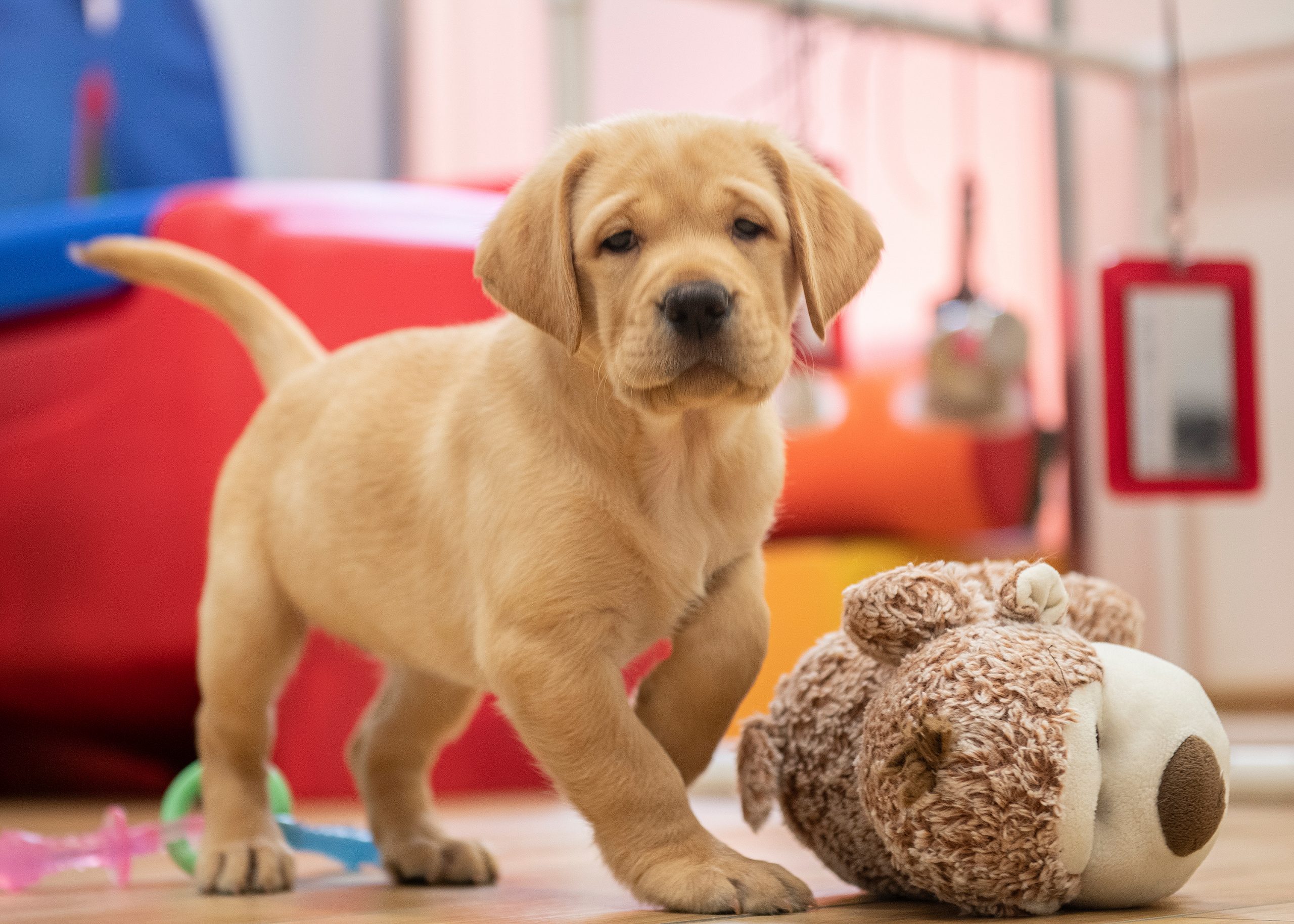 Yellow lab puppy looks at camera and stands next to plush toy