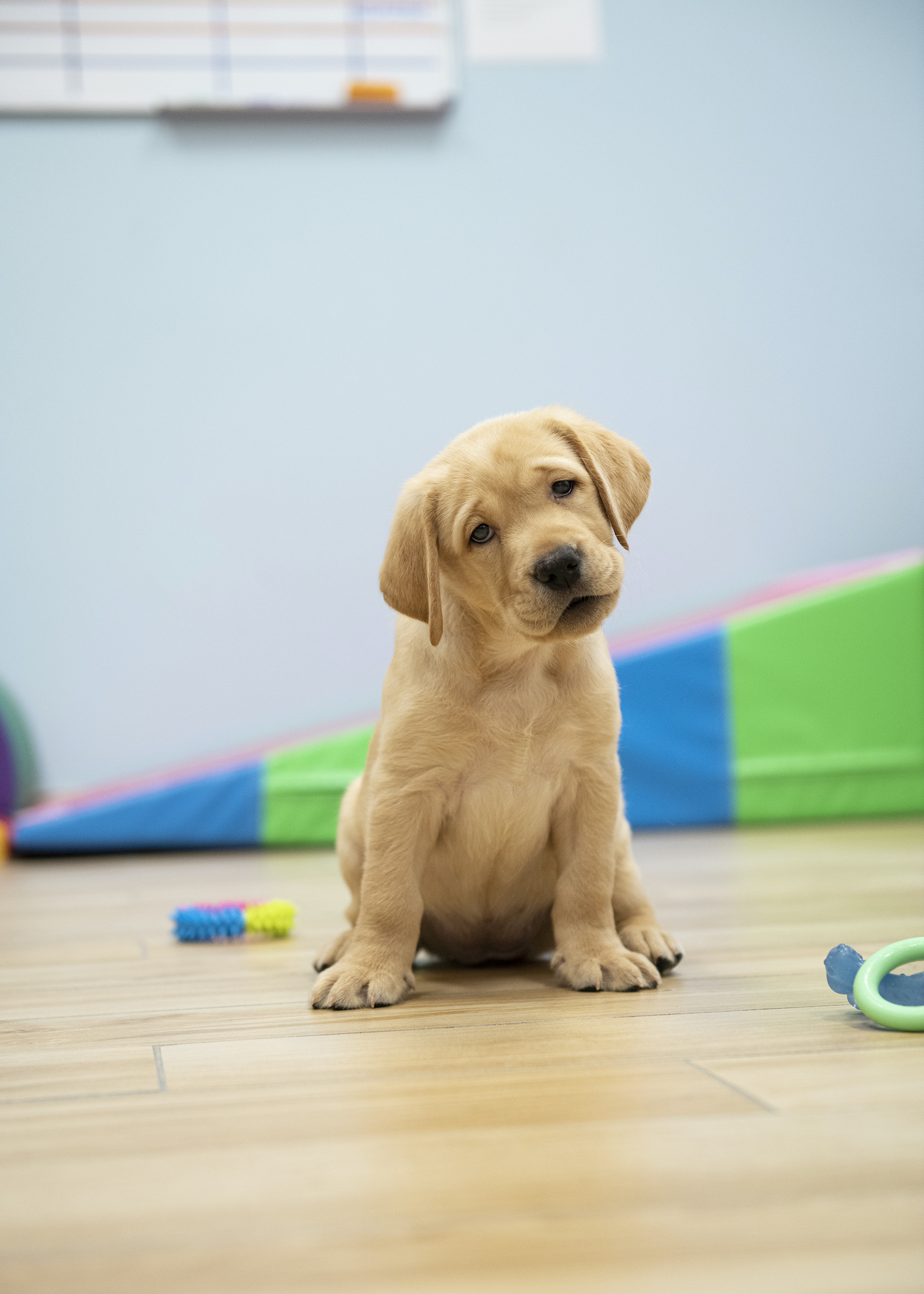 Yellow lab puppy sits with a few toys surrounding