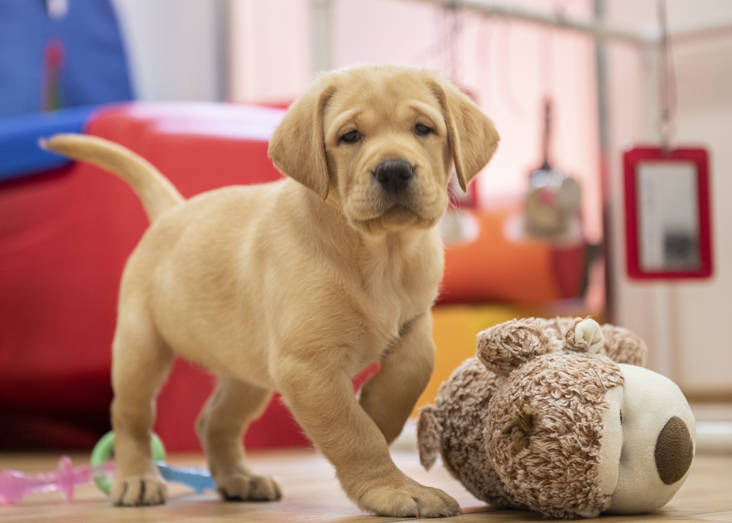 Yellow lab puppy looks at camera and stands next to plush toy